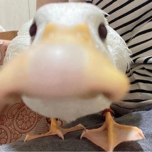 Meet your Posher, Tyndall